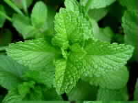 More about the essential oils